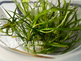 ADA 針葉皇冠草 Echinodorus tenellus 'Green' IC154